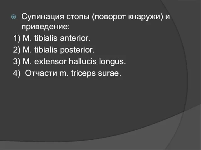 Супинация стопы (поворот кнаружи) и приведение: 1) M. tibialis anterior.