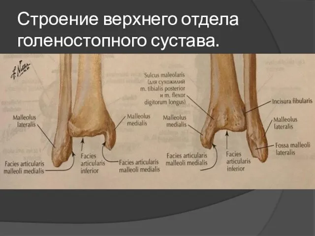 Строение верхнего отдела голеностопного сустава.