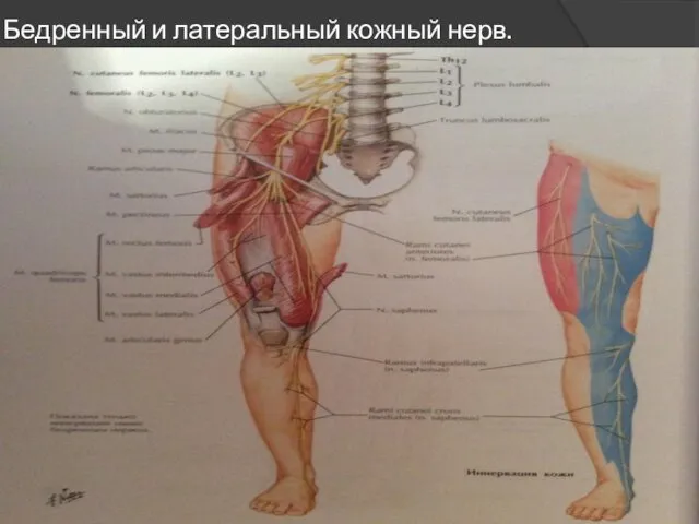 Бедренный и латеральный кожный нерв.