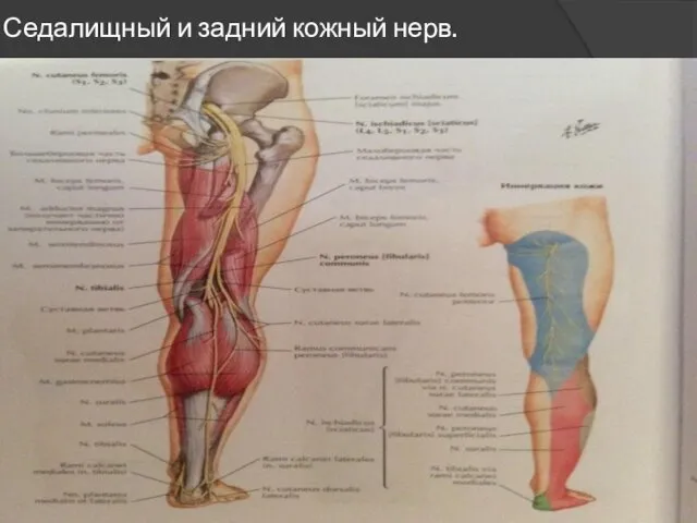 Седалищный и задний кожный нерв.