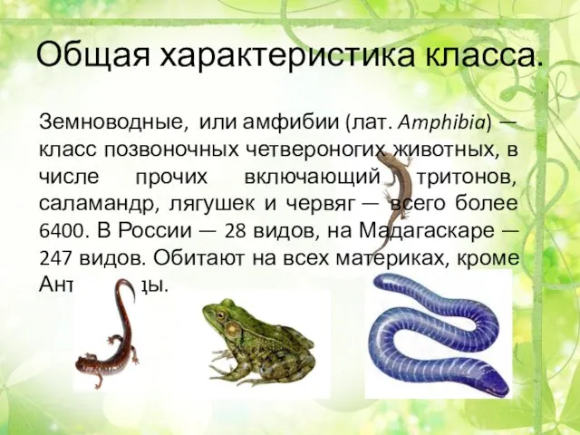 Общая характеристика класса. Земноводные, или амфибии (лат. Amphibia) — класс