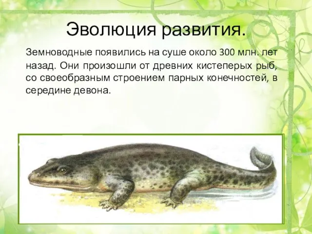 Эволюция развития. Земноводные появились на суше около 300 млн. лет
