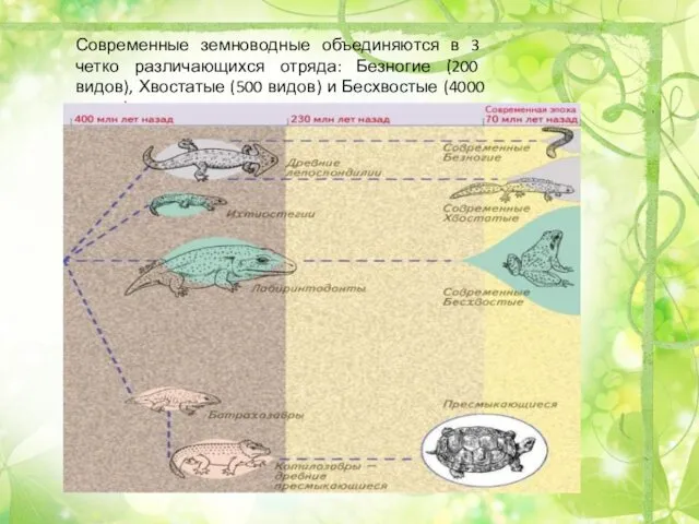 Современные земноводные объединяются в 3 четко различающихся отряда: Безногие (200