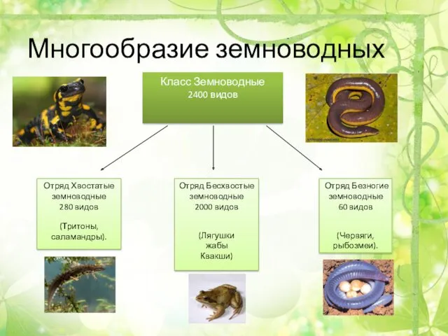 Многообразие земноводных Класс Земноводные 2400 видов Отряд Хвостатые земноводные 280