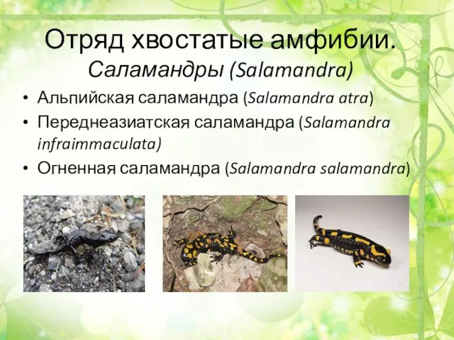 Отряд хвостатые амфибии. Саламандры (Salamandra) Альпийская саламандра (Salamandra atra) Переднеазиатская