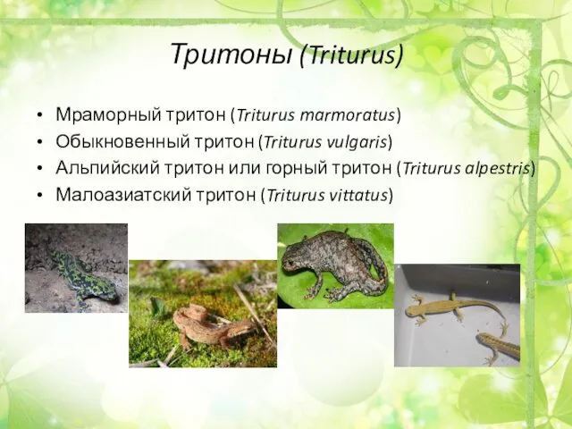 Тритоны (Triturus) Мраморный тритон (Triturus marmoratus) Обыкновенный тритон (Triturus vulgaris)