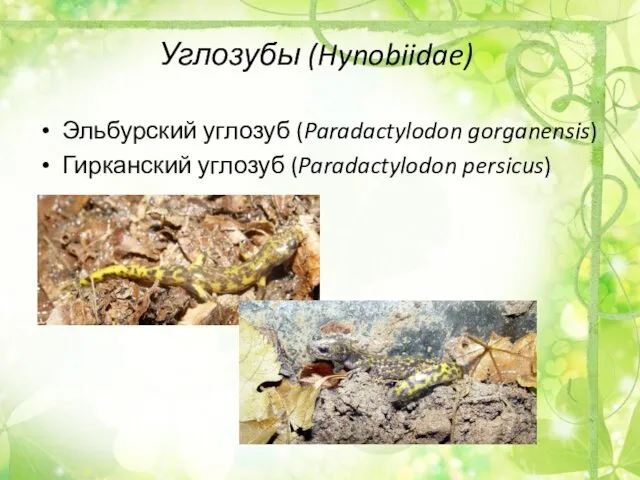 Углозубы (Hynobiidae) Эльбурский углозуб (Paradactylodon gorganensis) Гирканский углозуб (Paradactylodon persicus)