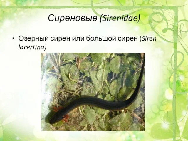 Сиреновые (Sirenidae) Озёрный сирен или большой сирен (Siren lacertina)