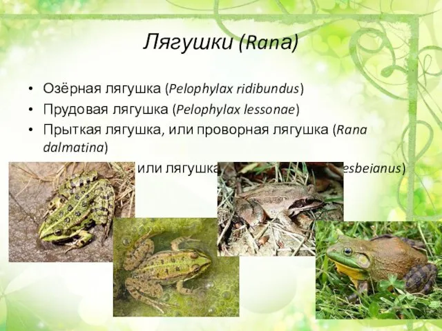 Лягушки (Ranа) Озёрная лягушка (Pelophylax ridibundus) Прудовая лягушка (Pelophylax lessonae)