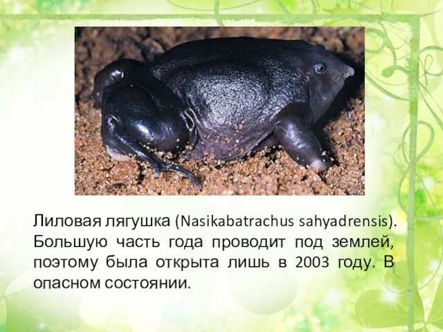 Лиловая лягушка (Nasikabatrachus sahyadrensis). Большую часть года проводит под землей,