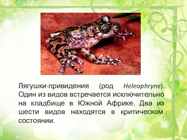 Лягушки-привидения (род Heleophryne). Один из видов встречается исключительно на кладбище