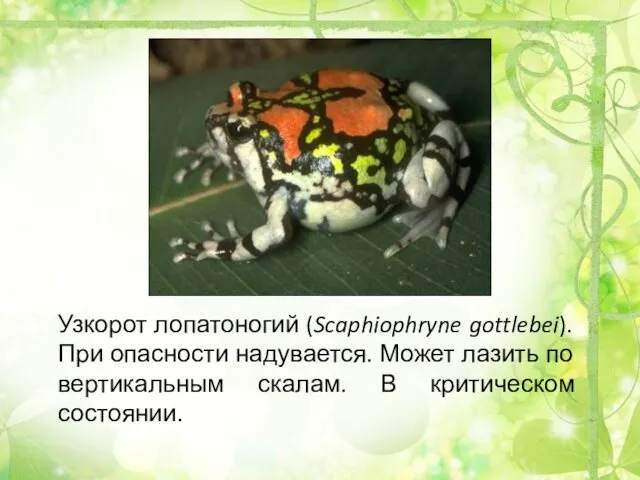 Узкорот лопатоногий (Scaphiophryne gottlebei). При опасности надувается. Может лазить по вертикальным скалам. В критическом состоянии.