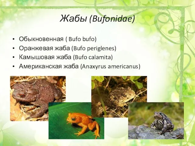 Жабы (Bufonidae) Обыкновенная ( Bufo bufo) Оранжевая жаба (Bufo periglenes)