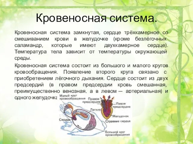 Кровеносная система. Кровеносная система замкнутая, сердце трёхкамерное со смешиванием крови