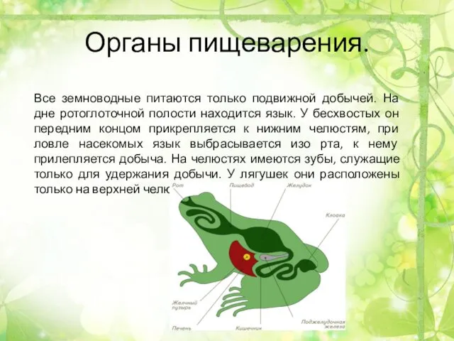 Органы пищеварения. Все земноводные питаются только подвижной добычей. На дне