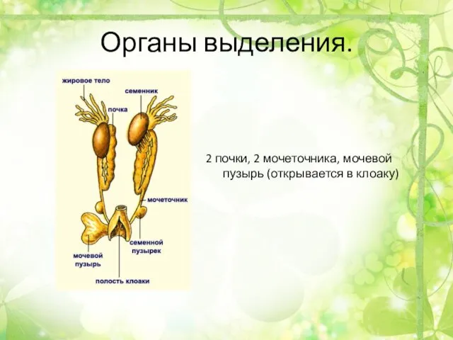 Органы выделения. 2 почки, 2 мочеточника, мочевой пузырь (открывается в клоаку)