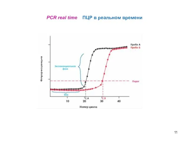 PCR real time ПЦР в реальном времени