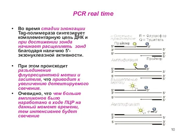 PCR real time Во время стадии элонгации Tag-полимераза синтезирует комплементарную цепь ДНК и
