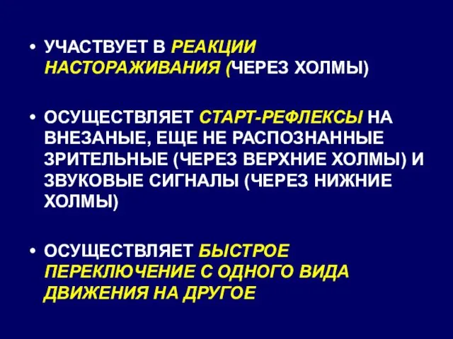 УЧАСТВУЕТ В РЕАКЦИИ НАСТОРАЖИВАНИЯ (ЧЕРЕЗ ХОЛМЫ) ОСУЩЕСТВЛЯЕТ СТАРТ-РЕФЛЕКСЫ НА ВНЕЗАНЫЕ,