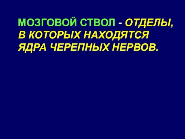 МОЗГОВОЙ СТВОЛ - ОТДЕЛЫ, В КОТОРЫХ НАХОДЯТСЯ ЯДРА ЧЕРЕПНЫХ НЕРВОВ.