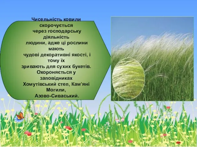 Чисельність ковили скорочується через господарську діяльність людини, адже ці рослини