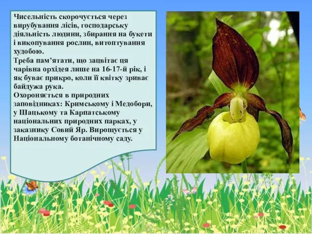 Чисельність скорочується через вирубування лісів, господарську діяльність людини, збирання на