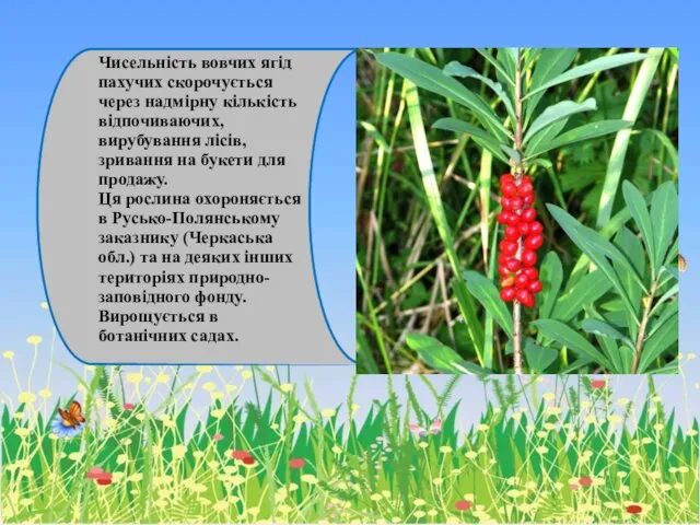 Чисельність вовчих ягід пахучих скорочується через надмірну кількість відпочиваючих, вирубування