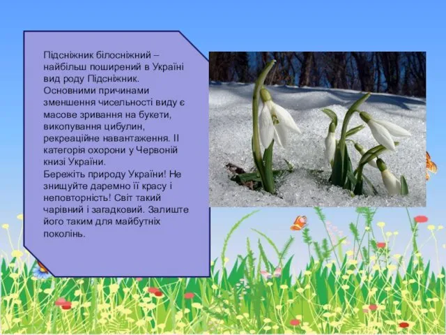 Підсніжник білосніжний – найбільш поширений в Україні вид роду Підсніжник.