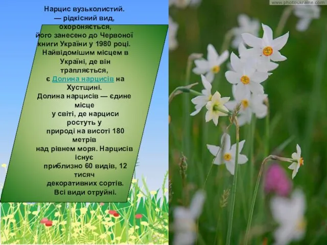 Нарцис вузьколистий. — рідкісний вид, охороняється, його занесено до Червоної