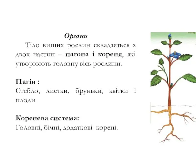 Органи Тіло вищих рослин складається з двох частин – пагона і кореня, які