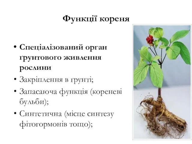 Функції кореня Спеціалізований орган ґрунтового живлення рослини Закріплення в ґрунті; Запасаюча функція (кореневі