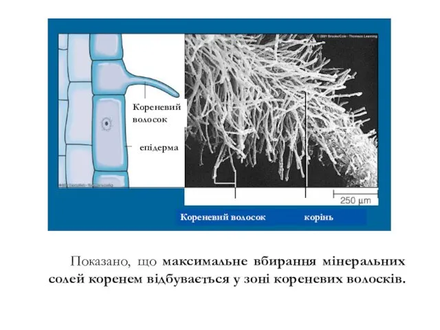 Показано, що максимальне вбирання мінеральних солей коренем відбувається у зоні кореневих волосків. Кореневий