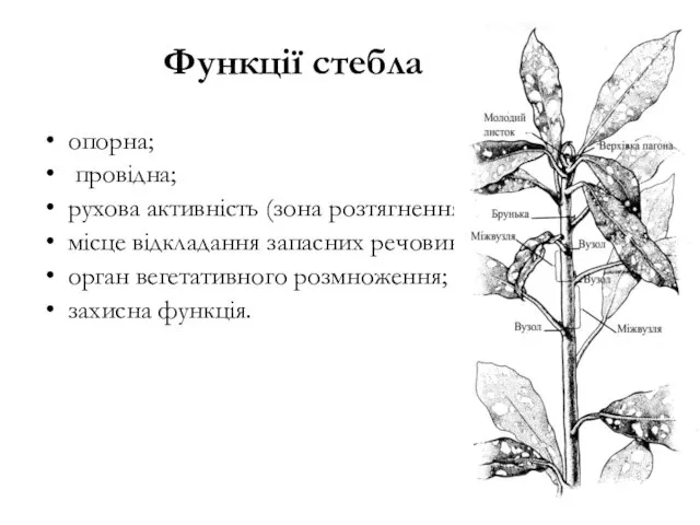 Функції стебла опорна; провідна; рухова активність (зона розтягнення); місце відкладання