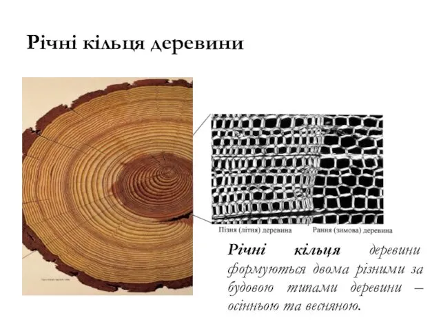 Річні кільця деревини Річні кільця деревини формуються двома різними за будовою типами деревини