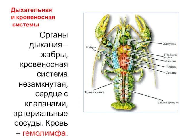 Дыхательная и кровеносная системы Органы дыхания – жабры, кровеносная система