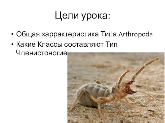 Цели урока: Общая харрактеристика Типа Arthropoda Какие Классы составляют Тип Членистоногие