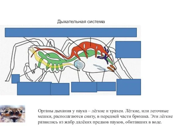 Дыхательная система Органы дыхания у паука – лёгкие и трахеи.