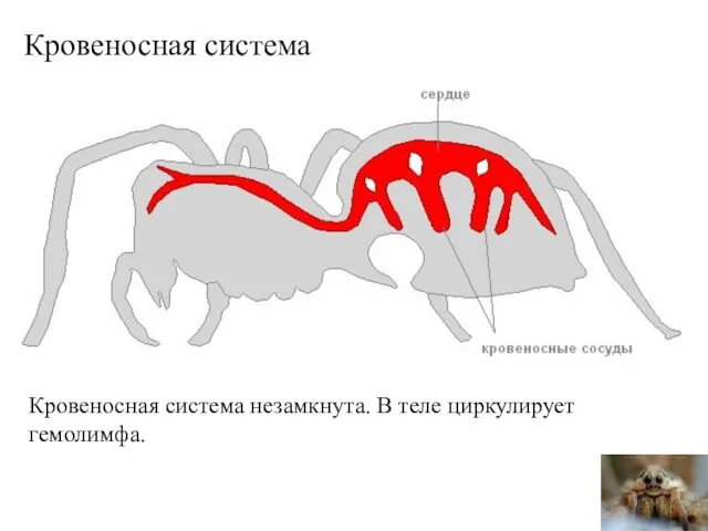 Кровеносная система Кровеносная система незамкнута. В теле циркулирует гемолимфа.