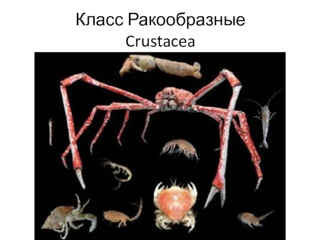 Класс Ракообразные Crustacea