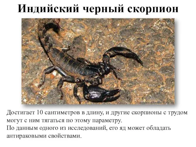 Индийский черный скорпион Достигает 10 сантиметров в длину, и другие