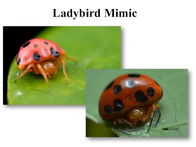 Ladybird Mimic