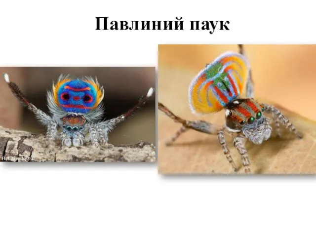 Павлиний паук