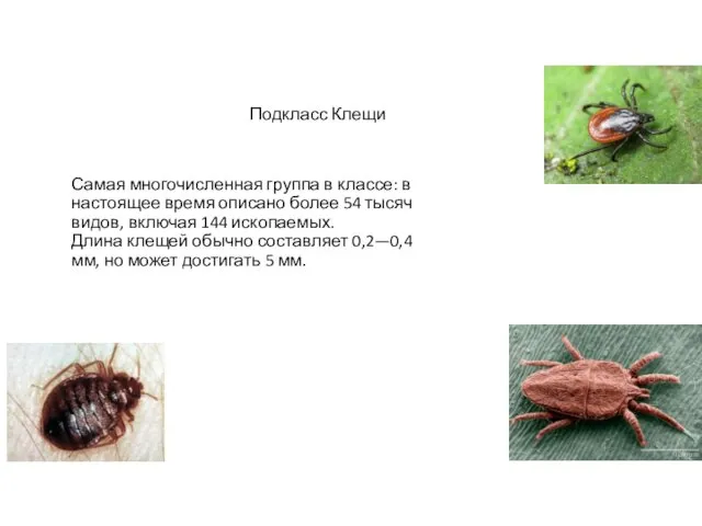 Подкласс Клещи Самая многочисленная группа в классе: в настоящее время