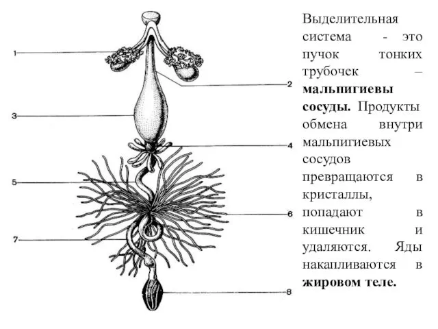 Выделительная система - это пучок тонких трубочек – мальпигиевы сосуды.