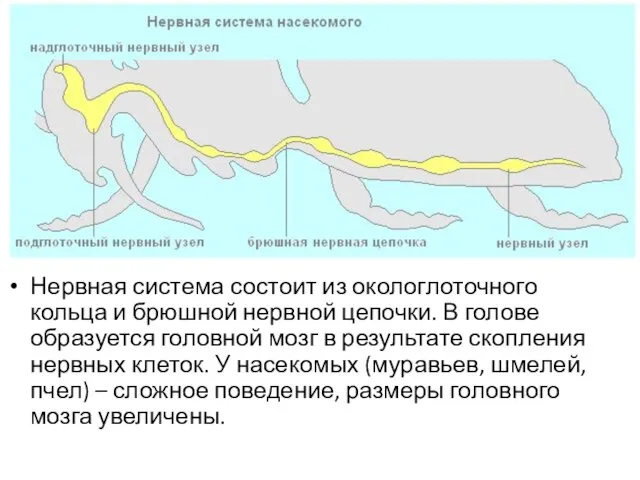 Нервная система состоит из окологлоточного кольца и брюшной нервной цепочки.