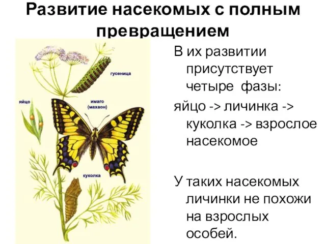 Развитие насекомых с полным превращением В их развитии присутствует четыре