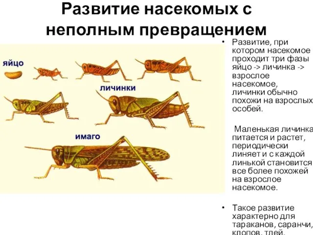 Развитие насекомых с неполным превращением Развитие, при котором насекомое проходит