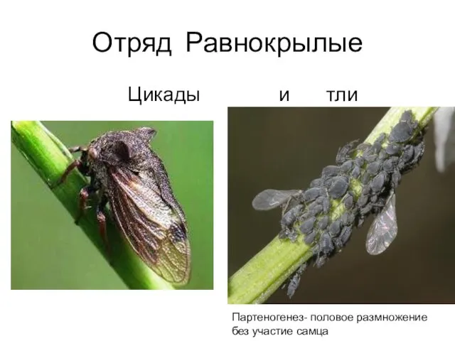 Отряд Равнокрылые Цикады и тли Партеногенез- половое размножение без участие самца