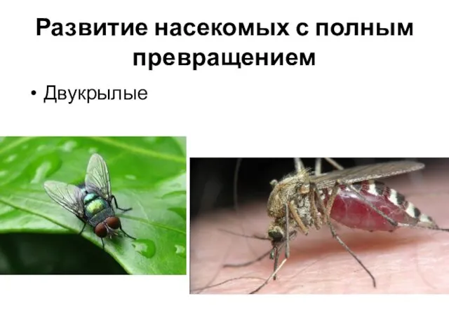 Развитие насекомых с полным превращением Двукрылые