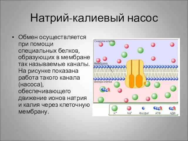 Натрий-калиевый насос Обмен осуществляется при помощи специальных белков, образующих в